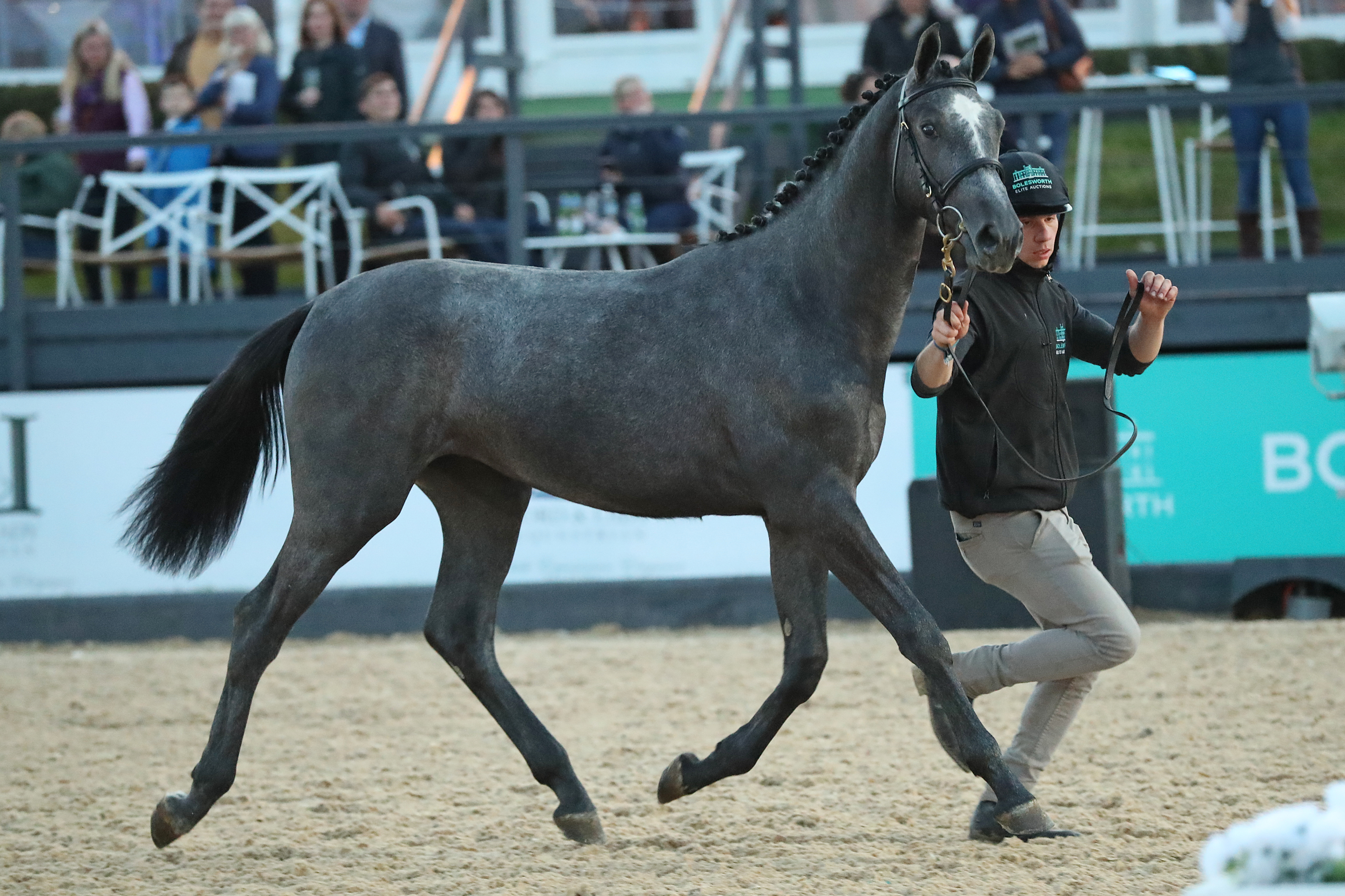 Elite Yearling Auction 2019