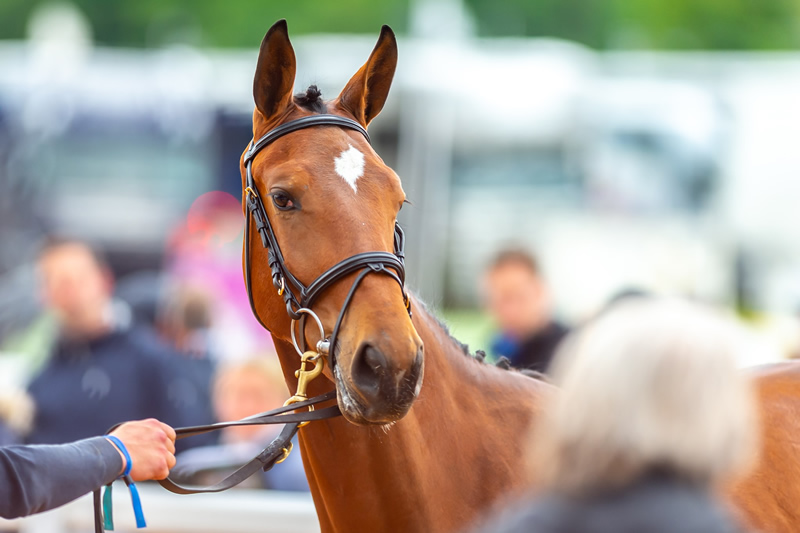 A first for Bolesworth as Elite Yearling Auction goes online