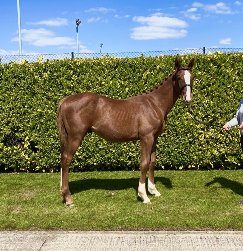 Flamenco’s Serenade Secures Top Price At Bolesworth Elite Yearling Auction 2020