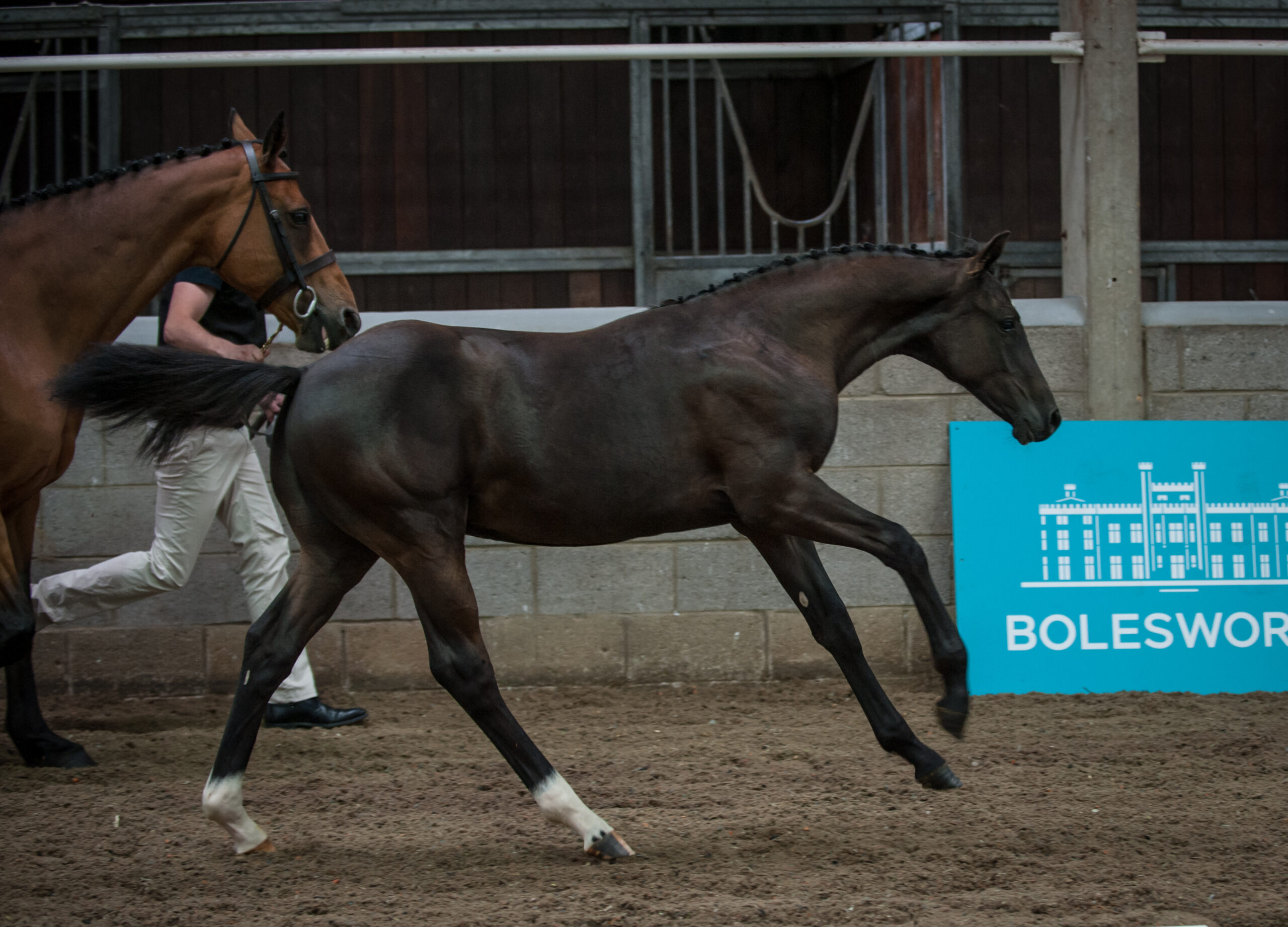 Casalljack Tops The Bolesworth Elite Foal Auction 2020