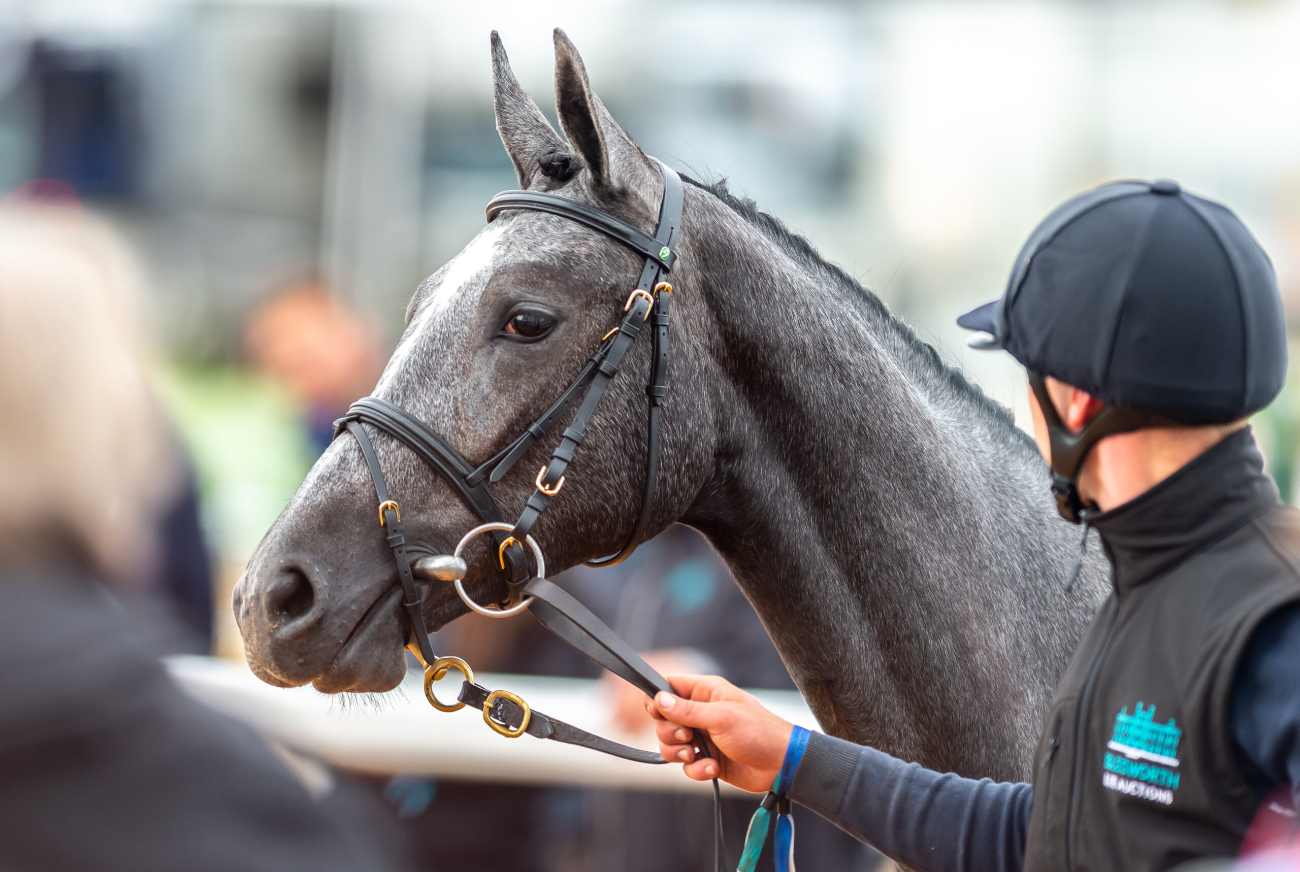 Elite Stallions join Bolesworth Elite Auctions as Presenting Partners for 2021