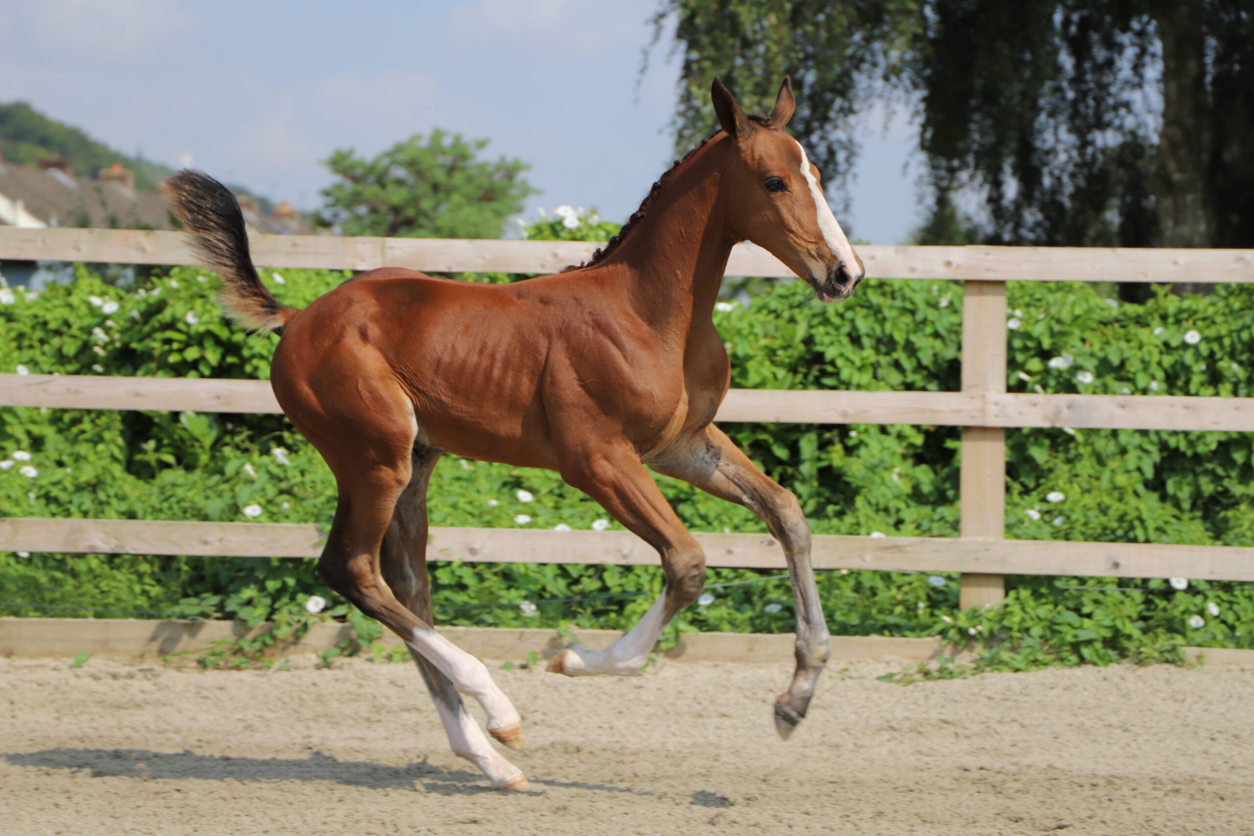 Exceptional Foal & Embryo Auction Success at Bolesworth