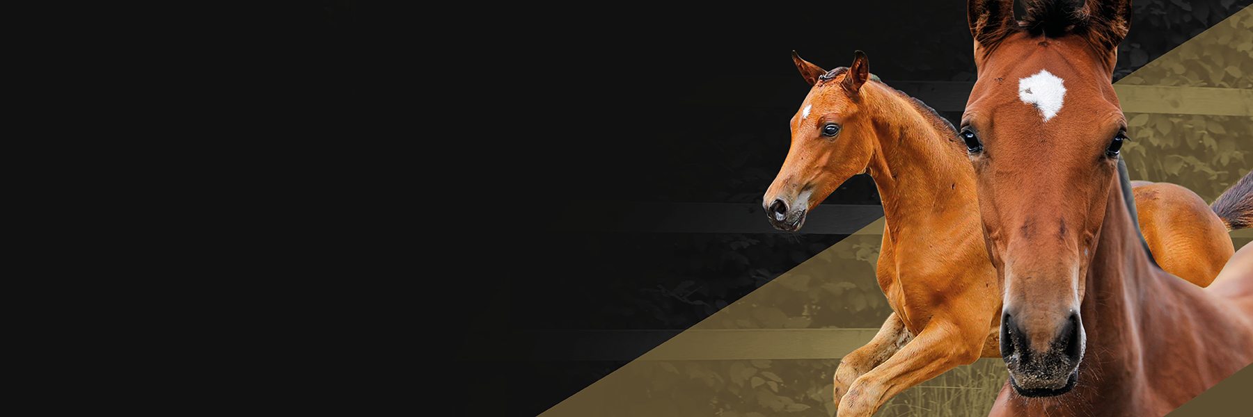 Online Foal Auction 2021