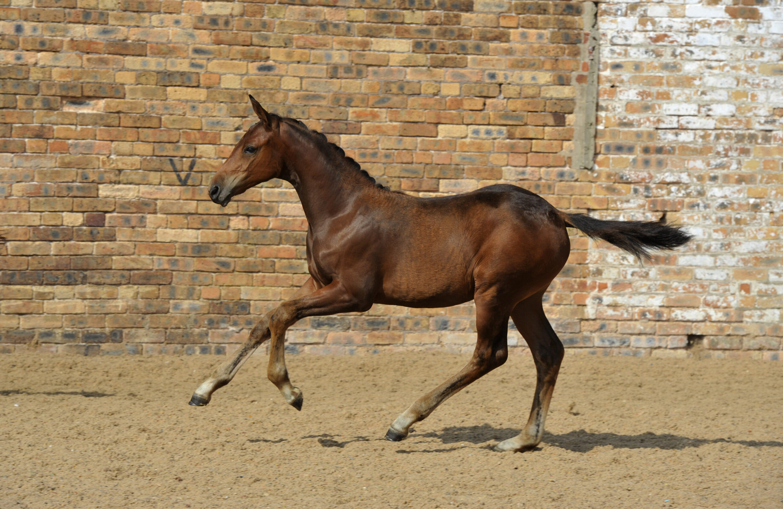 New collection launches for the Science Supplements Bolesworth Elite Foal & Embryo Online Auction